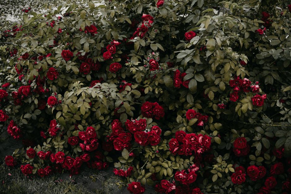 Arbuste en fleurs dans un jardin