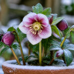 Rose de noel givree en pot