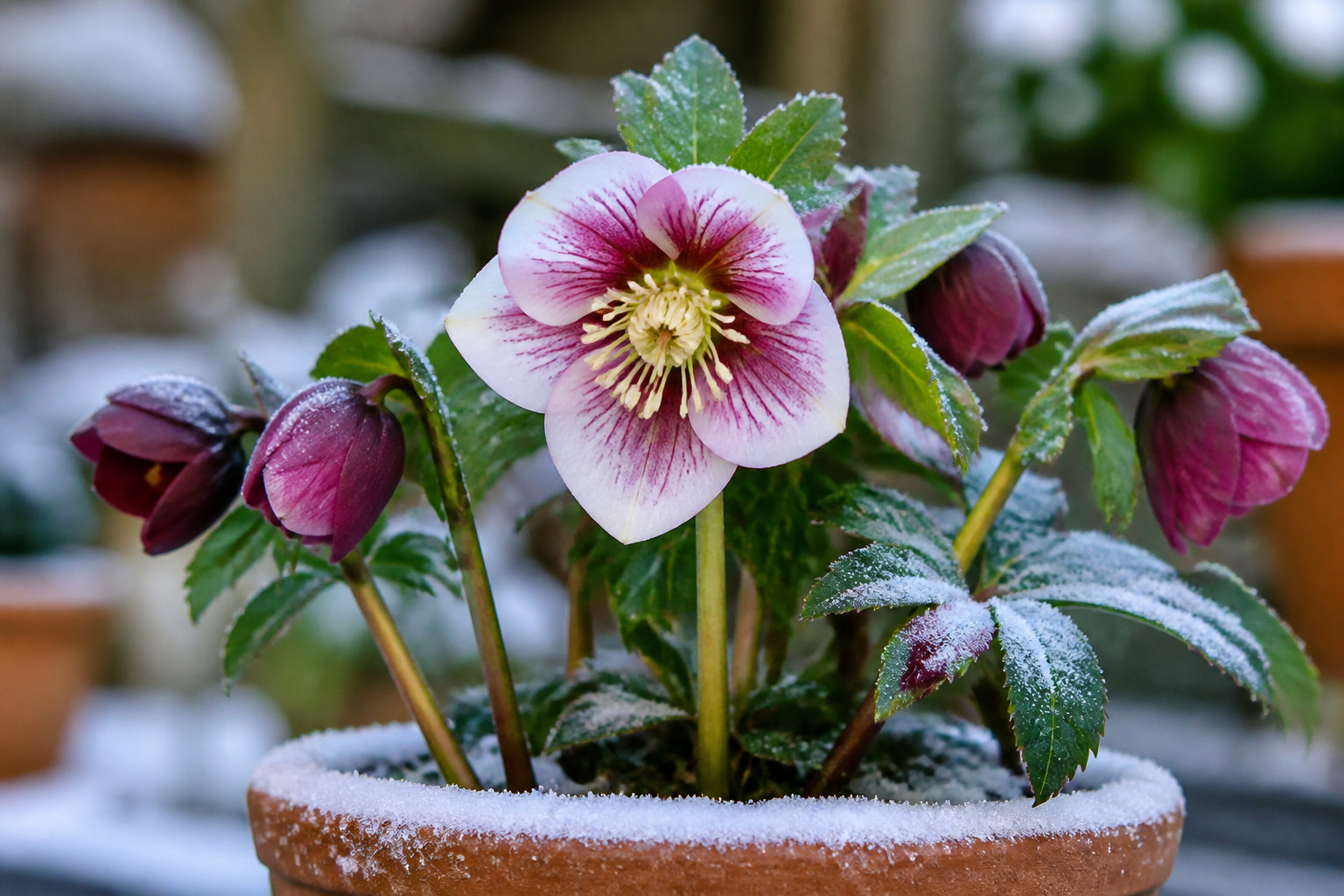Rose de noel givree en pot