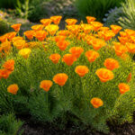 Pavot de californie eclatant